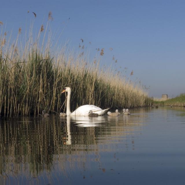 Cygnes dans le marais Audomarois