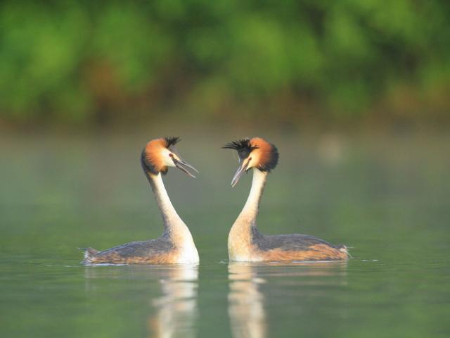 Grèbe Huppé dans le marais Audomarois