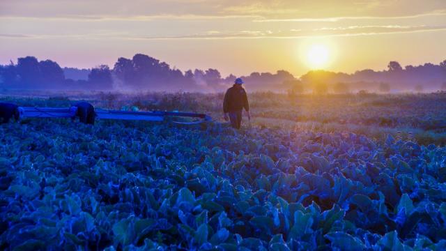 Maraîchers et chou-fleur marais Audomarois Soleil