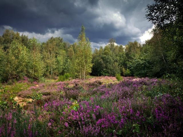 Réserve Plateau des Landes 2020 Blendecques Eden 62