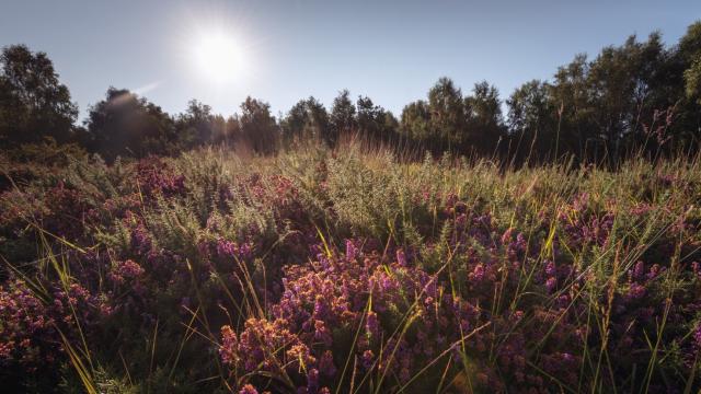 Réserve Plateau des Landes 2020 Blendecques Eden 62