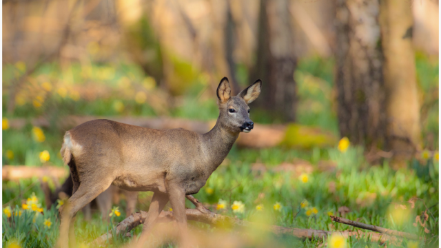 Spring Deer Forest Outing (2)