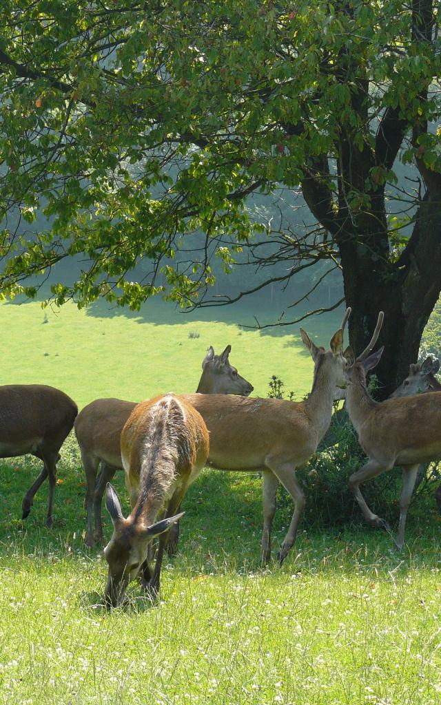 Ferme du Mont Vert Alquines