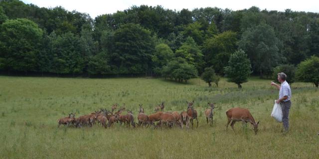 Cerf élaphe Biches Cerviculture Ferme du Mont Vert Alquines