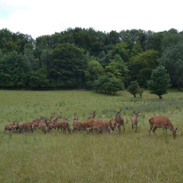 Cerf élaphe Biches Cerviculture Ferme du Mont Vert Alquines