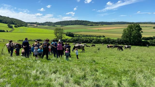 Rando Vaches Ferme du Mont Vert Alquines