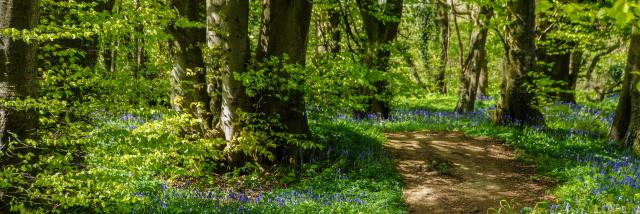 Sentier Forêt de Tournehem-sur-la-Hem