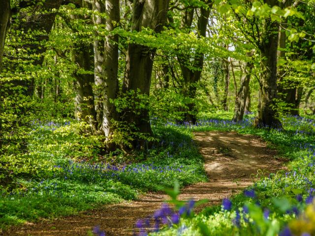 Sentier Forêt de Tournehem-sur-la-Hem