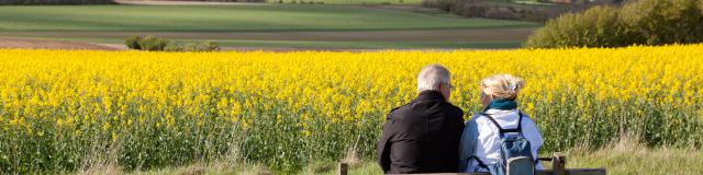 Tournehem-sur-la-Hem. Paysages avec champ de colza.