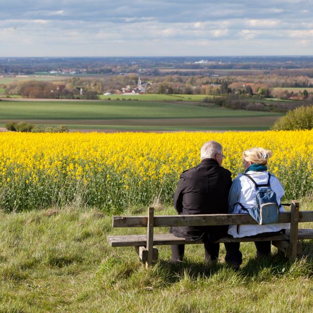 Tournehem-sur-la-Hem. Paysages avec champ de colza.