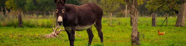 Les animaux dans le Marais de Saint-Omer