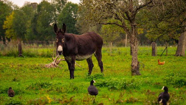 Les animaux dans le Marais de Saint-Omer