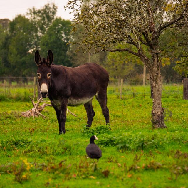 Les animaux dans le Marais de Saint-Omer