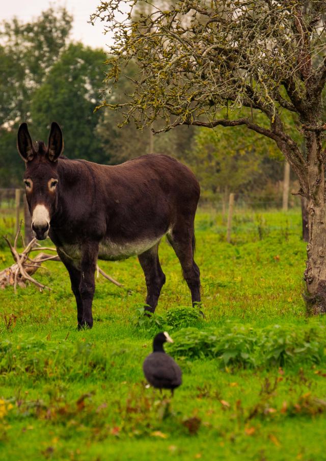 Tiere im Sumpfgebiet von Saint-Omer