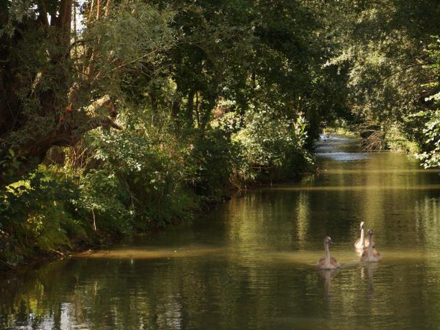 Rivière la Lys à Crecques