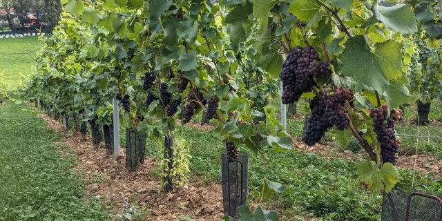 Ferme Du Nortbert Huilerie Et Vignoble