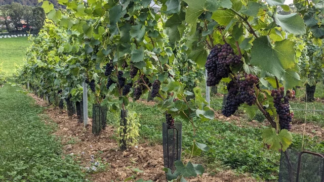 Ferme Du Nortbert Huilerie Et Vignoble